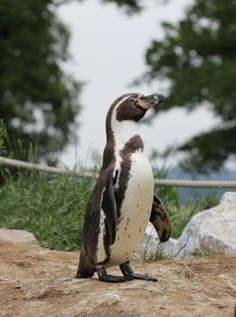Humboldt penguin at Sababurg Zoo
