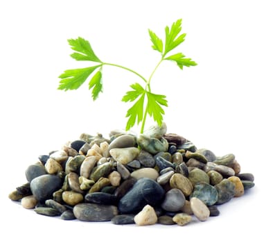 Parsley grow in rocks isolated on white background