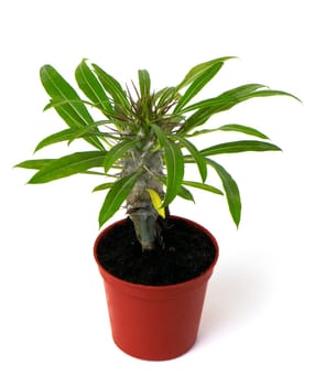 Poinsettia flower in a pot, isolated on white background