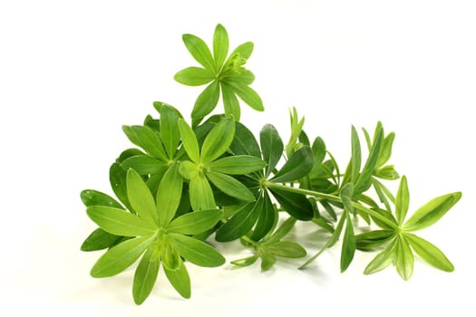 Fresh woodruff against white background