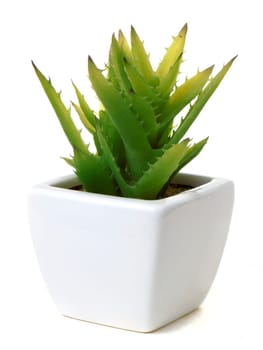 Aloe vera cactus in a sqare pot, isolated on white background