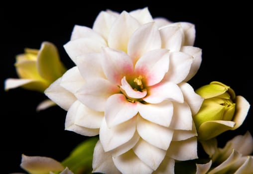 Macro shoot of beautiful white Dahlia flower, on black background
