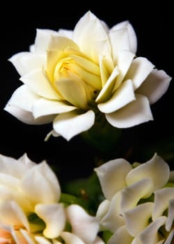 Macro shoot of beautiful white Dahlia flower, on black background