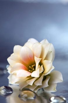 Dahlia, white-yellow flowers with water drops