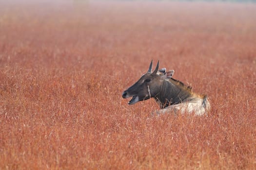 Nilgai (Boselaphus tragocamelus) gazing along the grasssland in Gujarat India