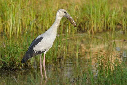 Asian Open bill stork in his natural habitat