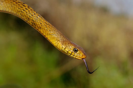 A rat snake isolated against a natural background