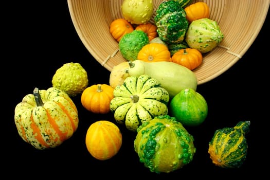 Several multicolored squashe are falling out of a basket.