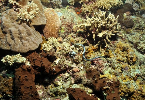 The extremely venomous black-and-white banded sea snake searches for small fish in the coral reef