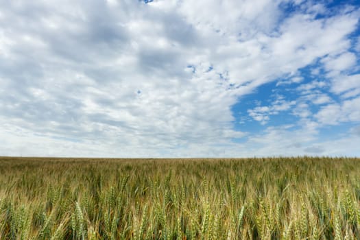 Wheat,landscape from the field with sky and clouds