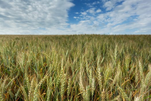 Wheat,landscape from the field with sky and clouds