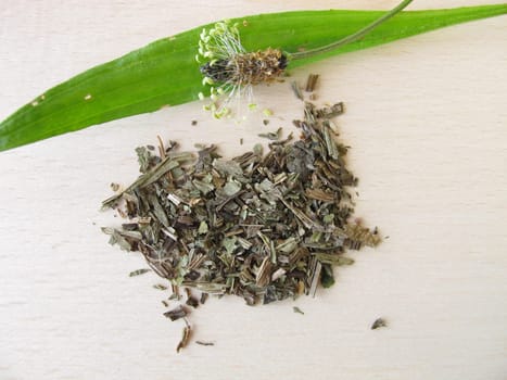 Plantaginis lanceolatae herba