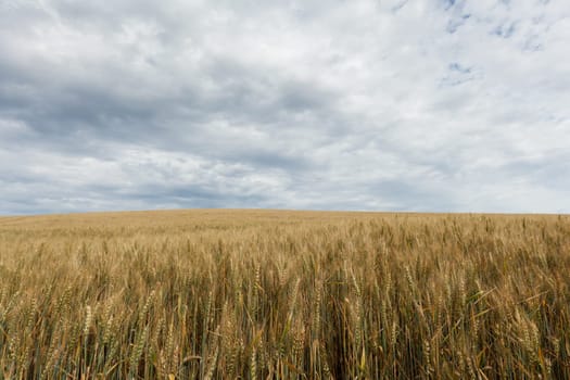 Wheat,landscape from the field with sky and clouds
