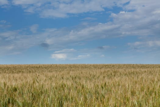 Wheat,landscape from the field with sky and clouds