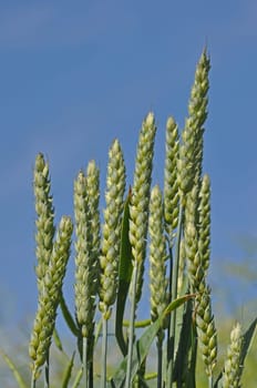 Wheat