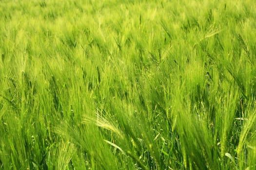 Barley (Hordeum vulgare) in a green,still unripe state in a field in Saxony,Germany