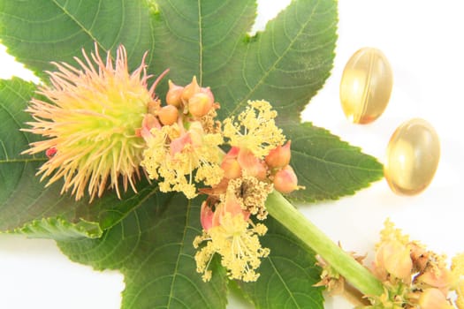 Flower and leaf of castor plant,isolated against white background with two capsules with castor oil as laxative