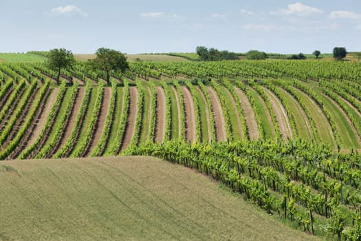 Landscape with vineyards,agriculture with field and meadow