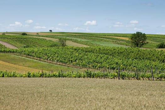 Landscape with vineyards,agriculture with field and meadow