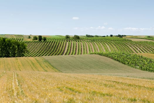 Landscape with vineyards,agriculture with field and meadow