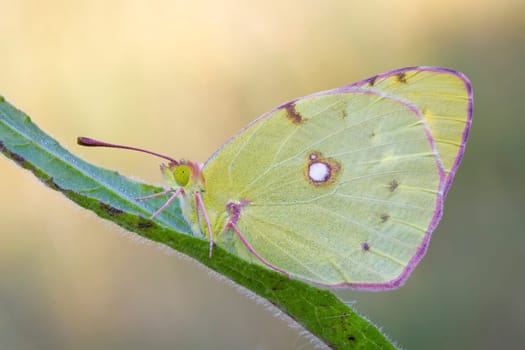 butterfly lemon female Gonepteryx cleopatra
