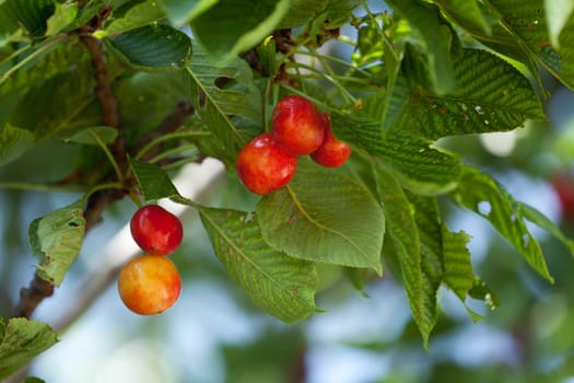 Red cherries,ripe fruit on tree in nature
