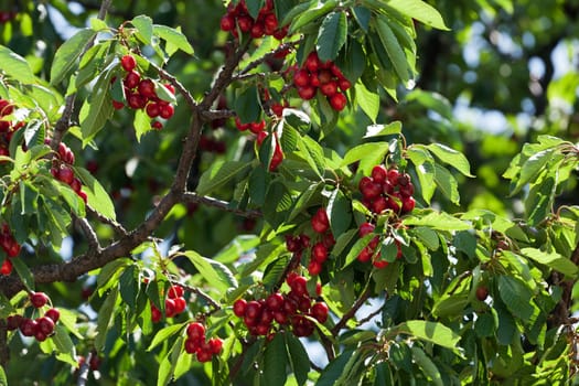 Red cherries,ripe fruit on tree in nature