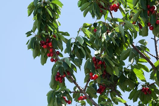 Red cherries,ripe fruit on tree in nature