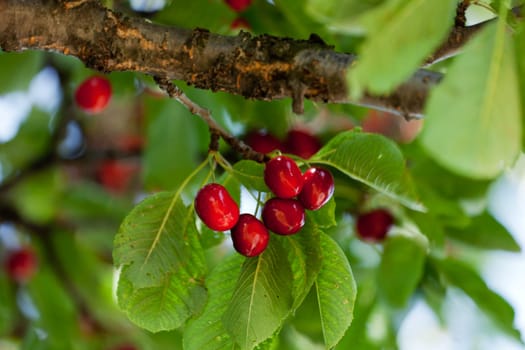 Red cherries,ripe fruit on tree in nature