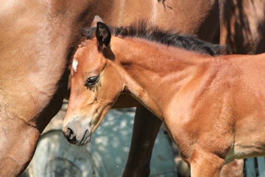 Brown foal standing next to the mare leg