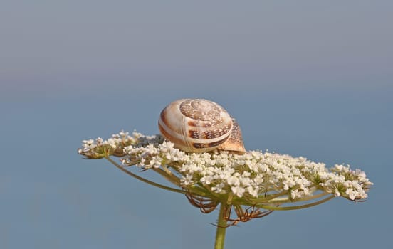 Snail-shell