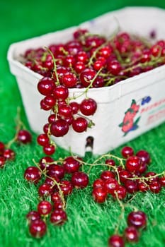 Fresh currant