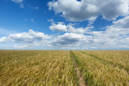 Agriculture,wheat field with furrow,horizon and cumulus clouds