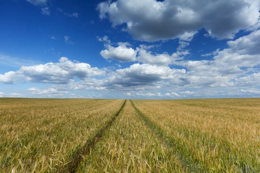 Agriculture,wheat field with furrow,horizon and cumulus clouds