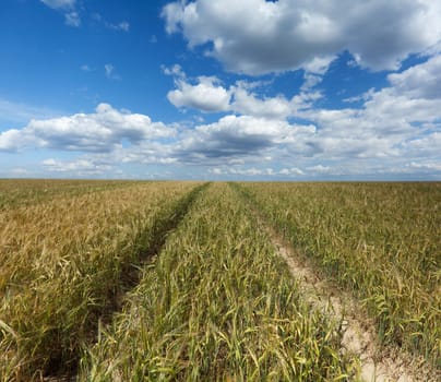 Agriculture,wheat field with furrow,horizon and cumulus clouds