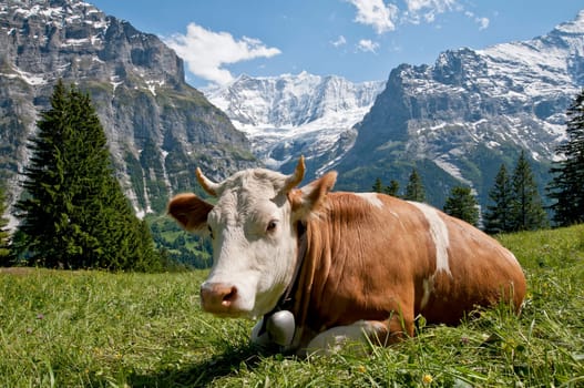 Cow in front of the Fiescherhörnern
