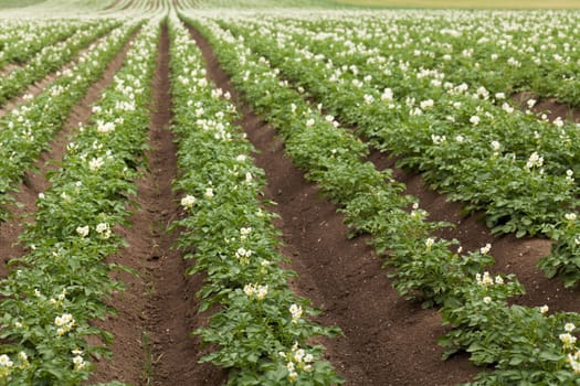 Potato field,agriculture with plants on the field