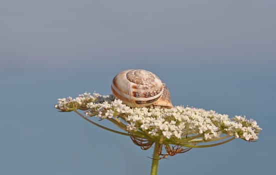Snail on flower