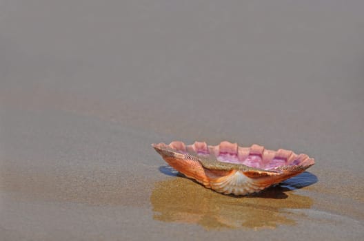 Shell