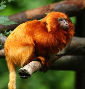 Lion-headed monkey