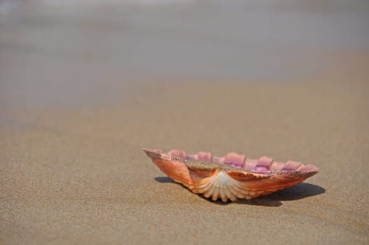 Shell
