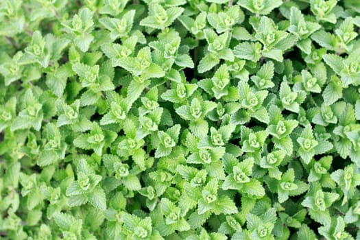 Close up background of mint plant leaves growing outside in the morning.