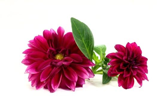 violet dahlia flowers against light background