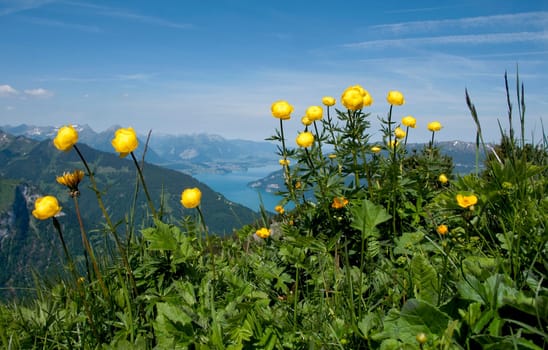 Troll Flower with Lake Thun