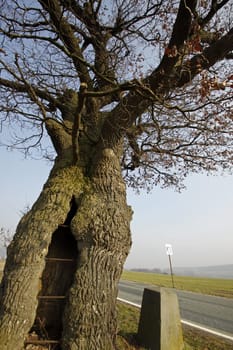 The border oak in Dudenhausen