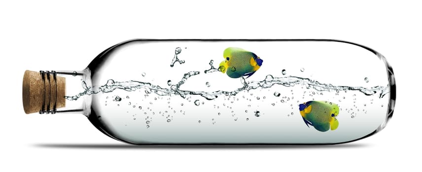 Two angelfish and water splashes inside Glass bottle with cork.