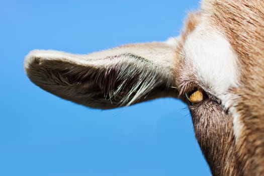 Goat eye and ear