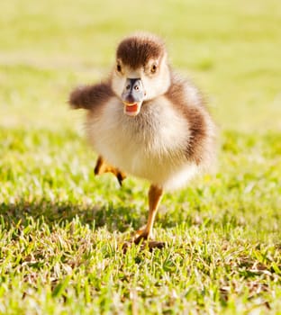Duckling running through grass park
