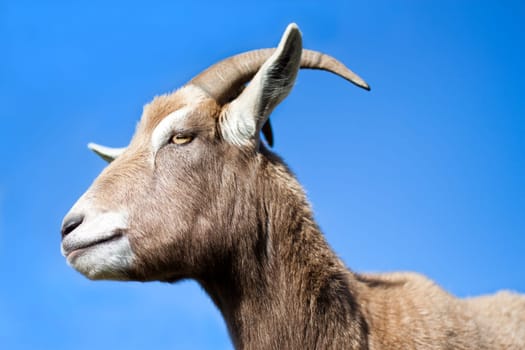 Goat standing side profile with blue sky background