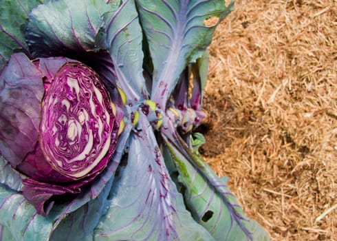 Purple Cabbage sliced in half with hay background